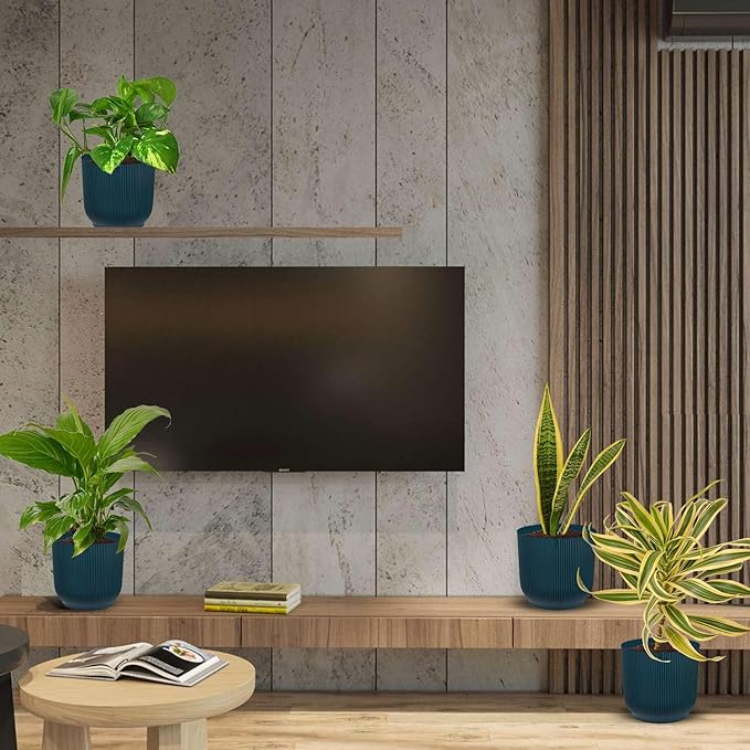 Air Purifying Live Plants for Indoor | Different Houseplants in Multiple Sizes | Real House Plant for Living Room, Office, Desk & Bathroom