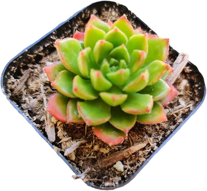 Live Succulent Cactus Plants (2" Pot Sedeveria 'Letizia')