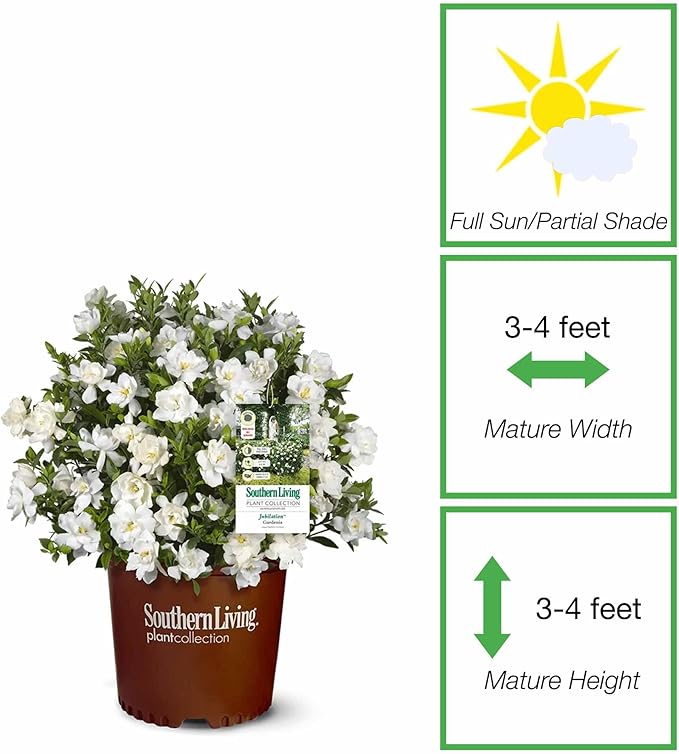 Perfect Plants Jubilation Gardenia by Southern Living in 1 Gal. Grower’s Pot | Fragrant, Compact White Flowering Shrub | Blooms Spring Through Fall | Attracts Pollinators | Easy to Grow | Zones 7-10