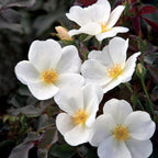 Knock Out 2 Gal. White Rose Shrub