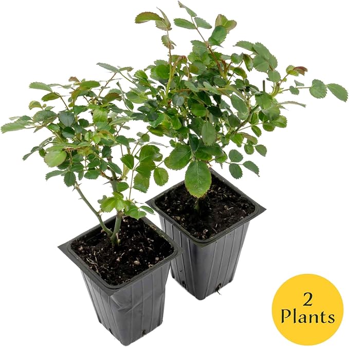 2 Pink Carpet Rose in 3.5” Nursery Cubes (Rosa ‘Flower Cover Pink’) | Low-Growing Groundcover Rose Shrub for Borders, Containers, and Mass Plantings | Ready-to-Plant Live Starter Plants