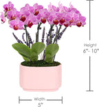 Green Circle Growers 4" Mini Pink Orchid Plant with Lavender Accent in Pink Ceramic Planter – Live Indoor Flower, Easy Care Orchid, Gift Ready
