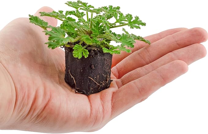 Live Citronella Geranium Plant Plugs (2-Pack), Pelargonium Citronella Scented Seedlings