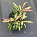 Hoya Wayetii Variegated Live Plant | Hoya Tricolor Variegata Starter Plants | House Plants for Beginner | Hoya Cuttings Rare Plant Gift (Heat Pack Included)