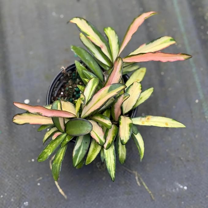 Hoya Wayetii Variegated Live Plant | Hoya Tricolor Variegata Starter Plants | House Plants for Beginner | Hoya Cuttings Rare Plant Gift (Heat Pack Included)