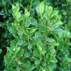 Brighter Blooms - Sky Pencil Holly Tree, 3-4 ft. - No Shipping to AK, AZ, HI, OR