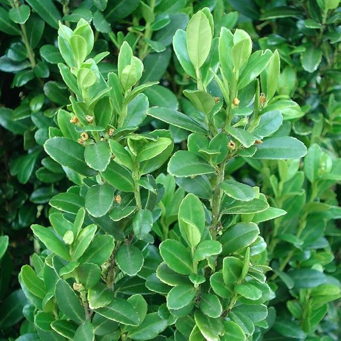 Brighter Blooms - Sky Pencil Holly Tree, 2-3 ft. - No Shipping to AK, AZ, HI, OR