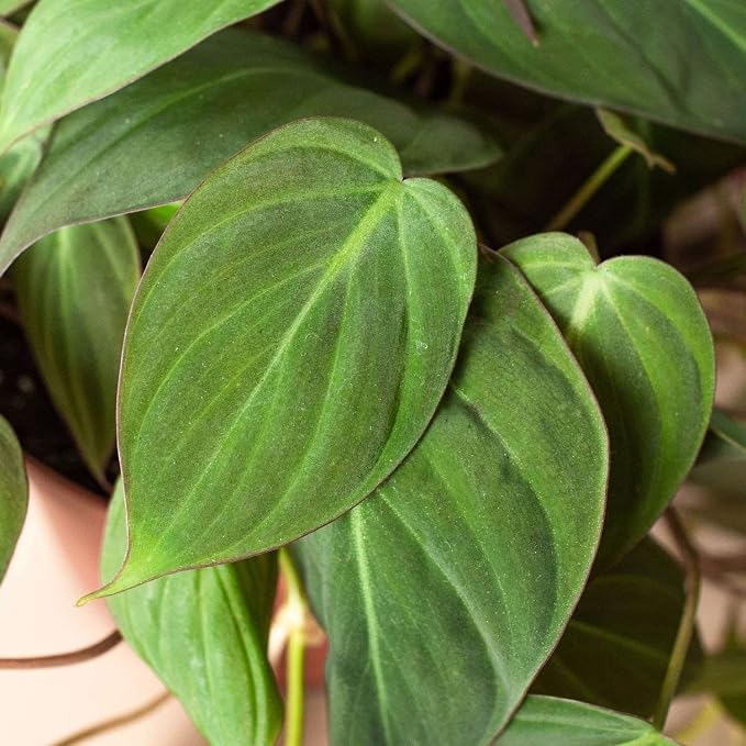 Philodendron Velvet Live Plant for Indoor | Different Houseplants in 4'' & 6'' Pot | Real House Plant for Living Room, Office & Bathroom | Micans Heart-Leaf | Sweetheart Hederaceum