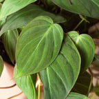 Philodendron Velvet Live Plant for Indoor | Different Houseplants in 4'' & 6'' Pot | Real House Plant for Living Room, Office & Bathroom | Micans Heart-Leaf | Sweetheart Hederaceum
