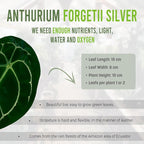 LEAL PLANTS ECUADOR Anthurium Forgetii Silver,Live Indoor, Rare Plant, and Low Maintenance Houseplant Perfect for Home Decor, Unique Gift for Plant Lover