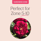 Heirloom Climbing Roses, Live Own Root Plant for Outdoor Garden, Blaze, Lightly Fragrant, Hardiness Zones 5-10, Continual Blooming
