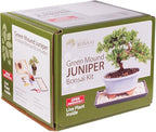Brussel's Bonsai - Live Green Mound Juniper Bonsai Tree Kit, Outdoor Bonsai Tree Live Plant in Decorative Container, 3 Years Old, 6-8 Inches Tall, Easy Care Bonsai Starter Kit for Patio Garden (Small)