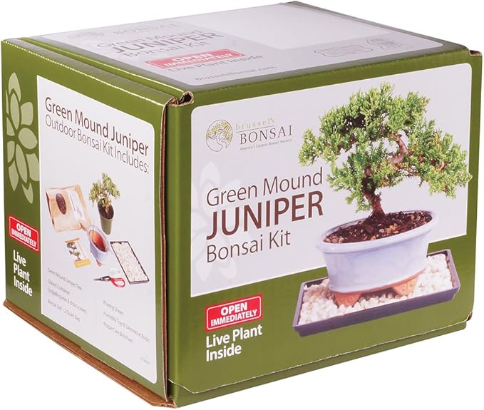 Brussel's Bonsai - Live Green Mound Juniper Bonsai Tree Kit, Outdoor Bonsai Tree Live Plant in Decorative Container, 3 Years Old, 6-8 Inches Tall, Easy Care Bonsai Starter Kit for Patio Garden (Small)