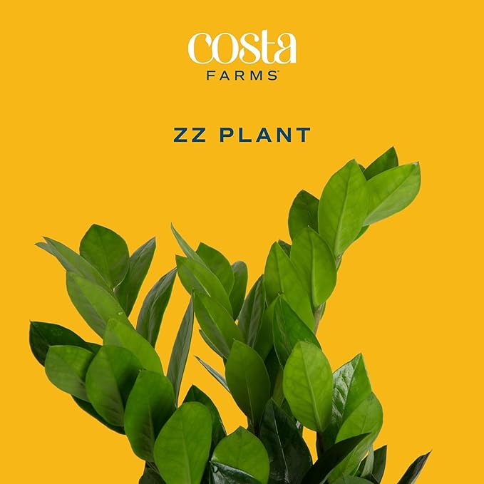 Costa Farms ZZ Live Plant in Decorative Pot, Easy to Maintain, Large Air Purifying Indoor Houseplant, Perfect for Home, Room, or Office Decor, Great House Warming or Birthday Gift, 2-3 Feet Tall