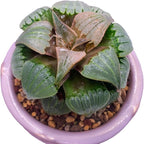Generic Haworthia Emelyae Rare Succulent Plants Live, Pot 2.7"" Green Live Plant, Soil and Pot Excluded, Garden Indoor Office Desk, Wedding Party Baby Shower Decor, Friend Plant Lovers Gifts
