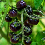 Dwarf Cherokee Tomato Seeds for Planting, 280+pcs Organic Tomato Vegetable Seeds Plants, Non-GMO Heirloom Vegetables Plants Fresh Food Home Garden for Outdoors Indoors