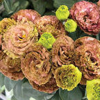 Eustoma Lisianthus Plant Live, Lisianthus Flowers Well Rooted Plug 2-3 Inch Height, Lisianthus Thornless Roses Seedling (Brown Lisianthus)