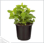Live Aromatic and Edible Herbs - Assorted Varieties (4 Per Pack) - Lemon Verbena, Eucalyptus, Mint, Lavender - 6" Tall by 3" Wide in 1 Pint Pot