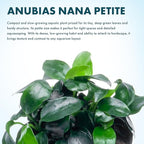 SubstrateSource Anubias Live Aquarium Plants - Potted Freshwater Plant for Fish Tanks, Terrariums - Beginner Friendly Low Light (Nana Petite, 5 Pots)