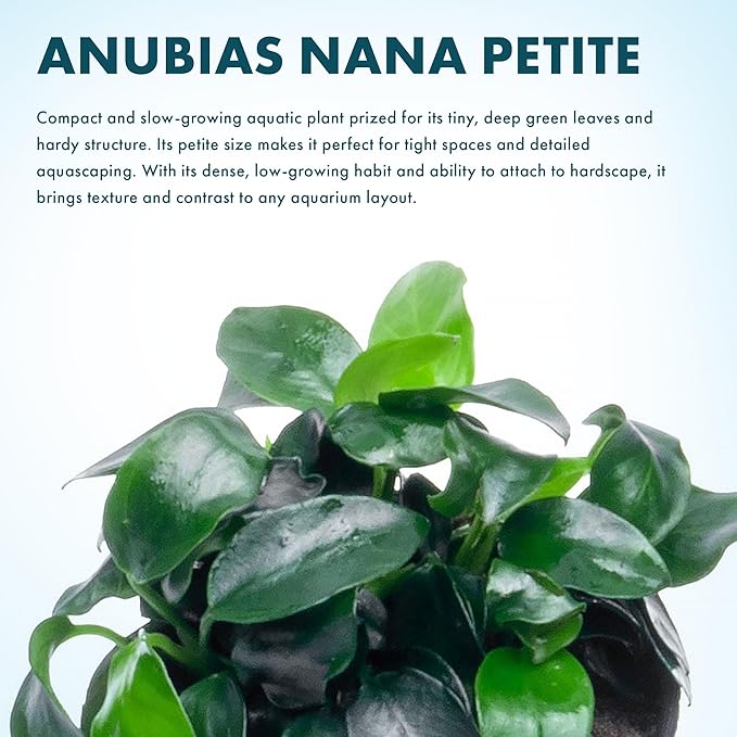 SubstrateSource Anubias Live Aquarium Plants - Potted Freshwater Plant for Fish Tanks, Terrariums - Beginner Friendly Low Light (Nana Petite, 3 Pots)