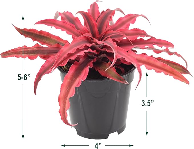 Cryptanthus Super Pink Earth Star Live Indoor Plant in 4 in. Plastic Grower Pot **Cannot Ship to California and Hawaii***