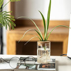 Separated Desktop Glass Flower Vases with Wooden Saucers - Ideal Plants Propagation Stations for Living Room, Bedroom Decoration,Home Decor (9)