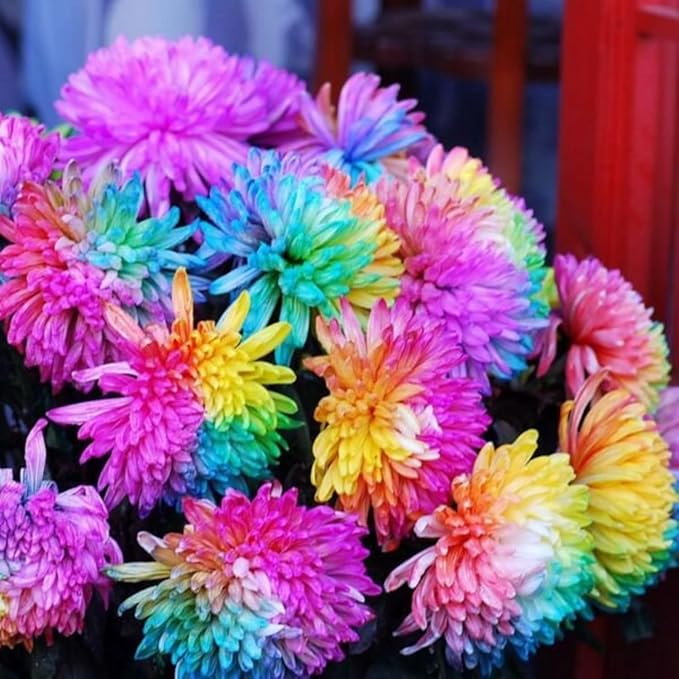 400+ Exotic Rainbow Chrysanthemum Seeds Hardy Garden Flower Seeds - Rare Ground Cover Plant Landscape for Garden Outdoor
