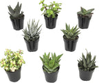 Altman Plants, Live Succulents Plants Live Window Plants (8PK), Live Indoor Plants Live Houseplants, Live Plants Indoor Cactus Plants Live, Succulent Plants House Plants Indoors Live in Succulent Soil