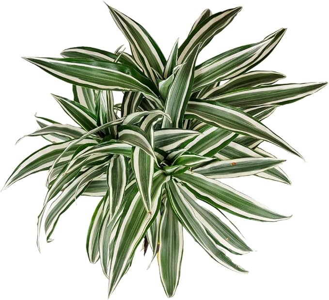 Dracaena Warneckii (4" Grower Pot) - Air-Purifying Low Light Houseplant - Colorful Plants Decoration for Office and Apartment - Easy to Care, Easy to Grow Indoor Plant - Unique Houseplant