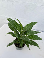 PLANTVERS Peace Lily in a 4” Grow Pot – Live Spathiphyllum – Flowering Air Purifying Plant – Easy Care & Low Maintenance Houseplant – Blooming Gift Plant (Variegated Peace Lily in a 4" Grow Pot)