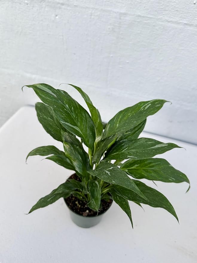 PLANTVERS Peace Lily in a 4” Grow Pot – Live Spathiphyllum – Flowering Air Purifying Plant – Easy Care & Low Maintenance Houseplant – Blooming Gift Plant (Variegated Peace Lily in a 4" Grow Pot)