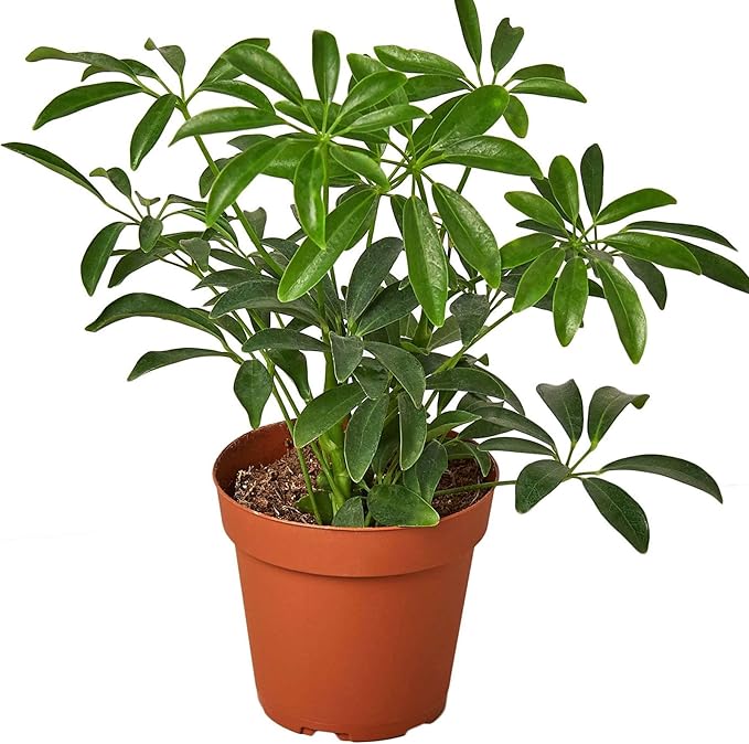 Schefflera Arboricola Live Plant for Indoor | Different Houseplants in 4'' & 6'' Pot | Real House Plant for Living Room, Office, Desk & Bathroom | Dwarf Umbrella Tree