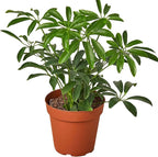 Schefflera Arboricola Live Plant for Indoor | Different Houseplants in 4'' & 6'' Pot | Real House Plant for Living Room, Office, Desk & Bathroom | Dwarf Umbrella Tree