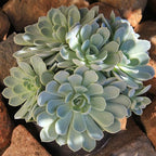 Altman Plants, Arctic Ice Echeveria Succulent Plants Live Succulents Plants Live with Pot, Live Indoor Plants Live Houseplants Live Indoor House Plants Indoors Live Plants Outdoor Plants Live Plant