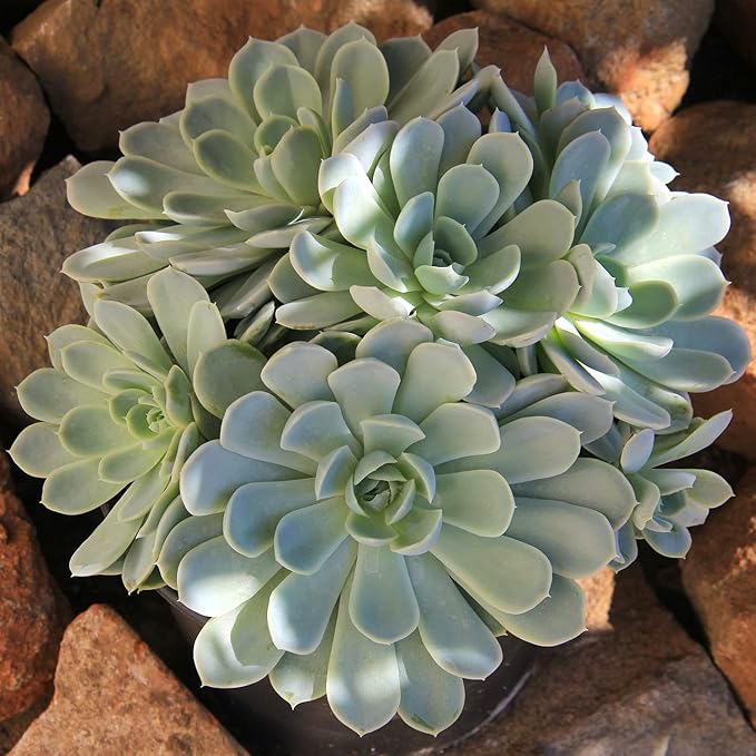 Altman Plants, Arctic Ice Echeveria Succulent Plants Live Succulents Plants Live with Pot, Live Indoor Plants Live Houseplants Live Indoor House Plants Indoors Live Plants Outdoor Plants Live Plant