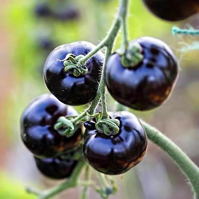 Dwarf Cherokee Tomato Seeds for Planting, 280+pcs Organic Tomato Vegetable Seeds Plants, Non-GMO Heirloom Vegetables Plants Fresh Food Home Garden for Outdoors Indoors