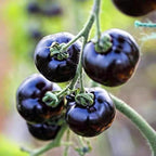 Dwarf Cherokee Tomato Seeds for Planting, 280+pcs Organic Tomato Vegetable Seeds Plants, Non-GMO Heirloom Vegetables Plants Fresh Food Home Garden for Outdoors Indoors