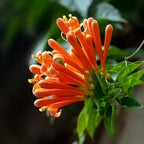 Flame Vine Plant Seeds, 100+ Climing Firecracker Vine Seeds Attracts Pollinators, Heirloom Pyrostegia Venusta Flower Seed for Garden Home Outdoor