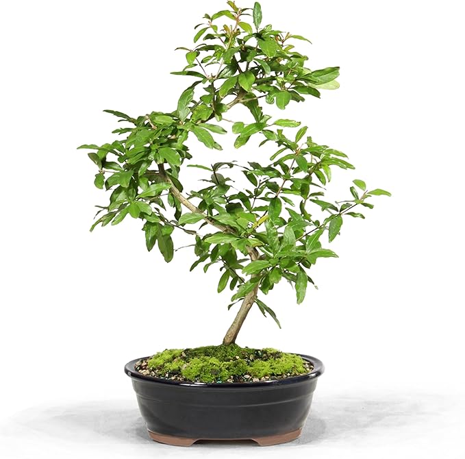 Brussel's Bonsai Live Dwarf Pomegranate Bonsai Tree - Large, 6 Year, 12 to 16 Inches Tall - Outdoor Live Bonsai Tree with Ceramic Bonsai Pot