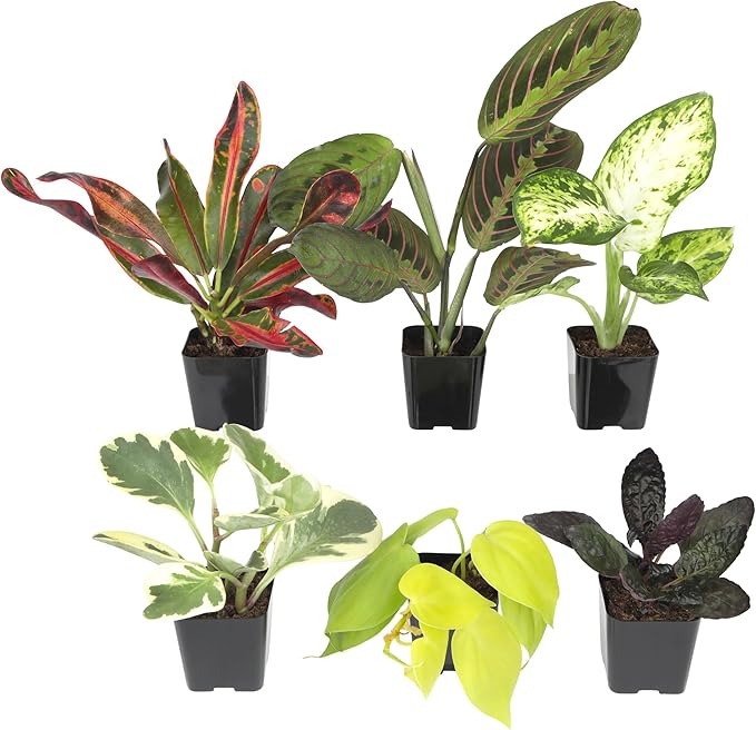 Tillandsia Air Plants Live Indoor Plants (50 Pack), Air Plants Bulk Party Favors or Wedding Favors Live Plants, Air Plant Lover Gifts, DIY Terrarium Kit, Air Succulents Plants Live by Plants for Pets