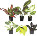 Easy to Grow Live Houseplants (6 Pack), Deluxe Collection of Assorted Air Purifying Indoor Plants, Peperomia, Spider Plants, No Duplicates, Pothos, Easy Plant Care, 2 in Pots, Begonia, Croton