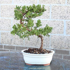 Brussel's Bonsai - Live Green Mound Juniper Bonsai Tree, Outdoor Bonsai Tree Live Plant, Medium Bonsai for Patio Garden Décor, Easy Care Evergreen Bonsai (Medium)