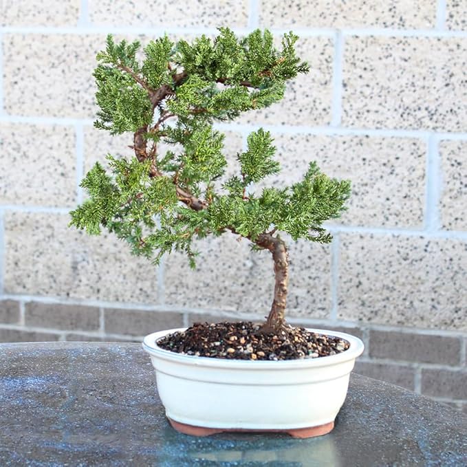 Brussel's Bonsai - Live Green Mound Juniper Bonsai Tree, Outdoor Bonsai Tree Live Plant, Medium Bonsai for Patio Garden Décor, Easy Care Evergreen Bonsai (Medium)