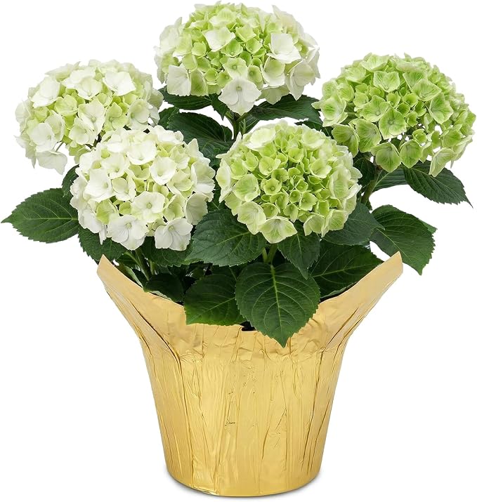 Live Flowering Hydrangea - White, 5+ Beautiful Blooms, 1.5 Qt Pot with Deco Cover, 12" Tall by 8" Wide