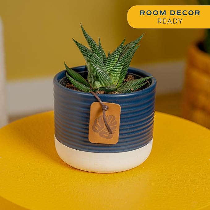 Costa Farms Haworthia, Succulent Live Plant in Decorative Pot, Easy to Maintain Succulent Indoor Houseplant, Home, Room, or Office Decor, House Warming or Birthday Gift, 4-6 Inches Tall