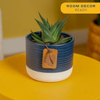 Costa Farms Haworthia, Succulent Live Plant in Decorative Pot, Easy to Maintain Succulent Indoor Houseplant, Home, Room, or Office Decor, House Warming or Birthday Gift, 4-6 Inches Tall