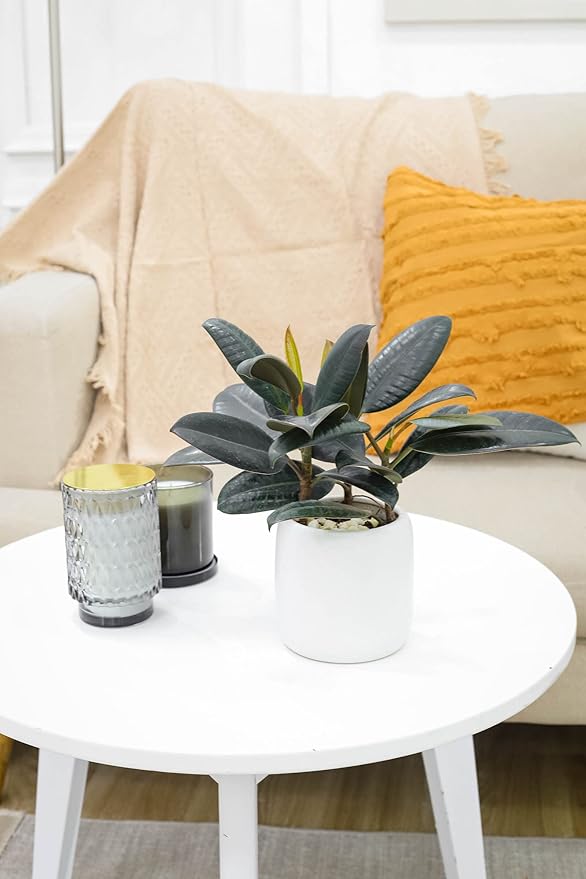 Burgundy Rubber Plant (4" Grower Pot) - Air Purifying and Live Healthy Houseplant - Easy to Grow, Easy to Care Indoor Houseplant
