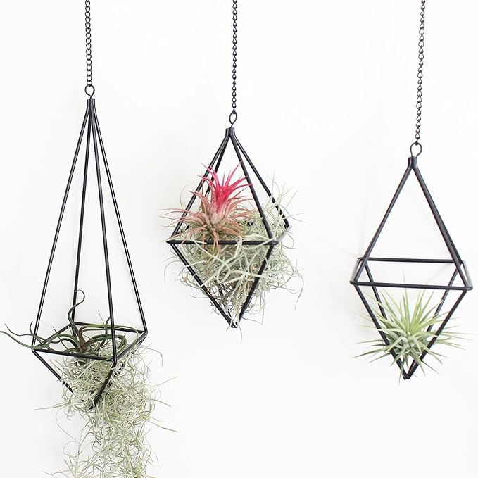 4 Pcs Hanging Air Plants Holders Black Himmeli Large Geometric Tillandsia Air Plant Planter Hangers Airplants Display Wire Frame with Chains Wall Metal 2 Size