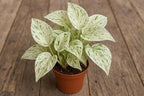 Snow Queen Pothos – Live Starter Plant in 2 Inch Pot - Air Purifier Plant to Make Your House Healthier