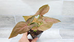 Syngonium Pink Perfection, Syngonium Pink Schott, Syngonium Pink Arrow Live Rare Houseplants All Plants are Fully Rooted Plants in 4 inch Pot by 3exoticgreen